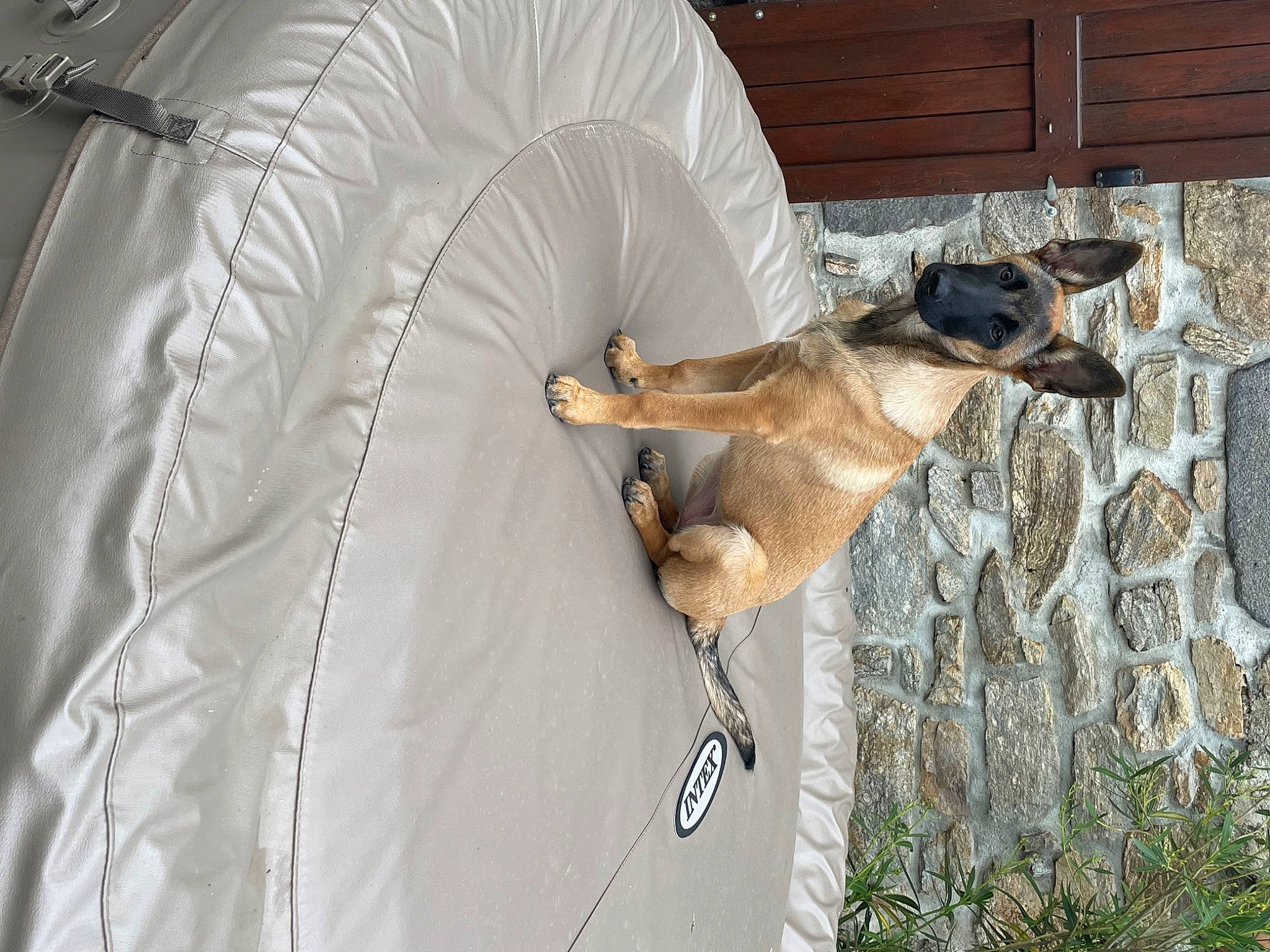 Talia a rejoint le concours — aidez-le/la à gagner de superbes lots ! canidae, carnivore, collar, comfort, companion_dog, dog, dog_breed, fawn, fender, fur, mammal, plant, snout, sporting_group, tail, terrestrial_animal, vehicle_door, wildlife, wood, working_animal