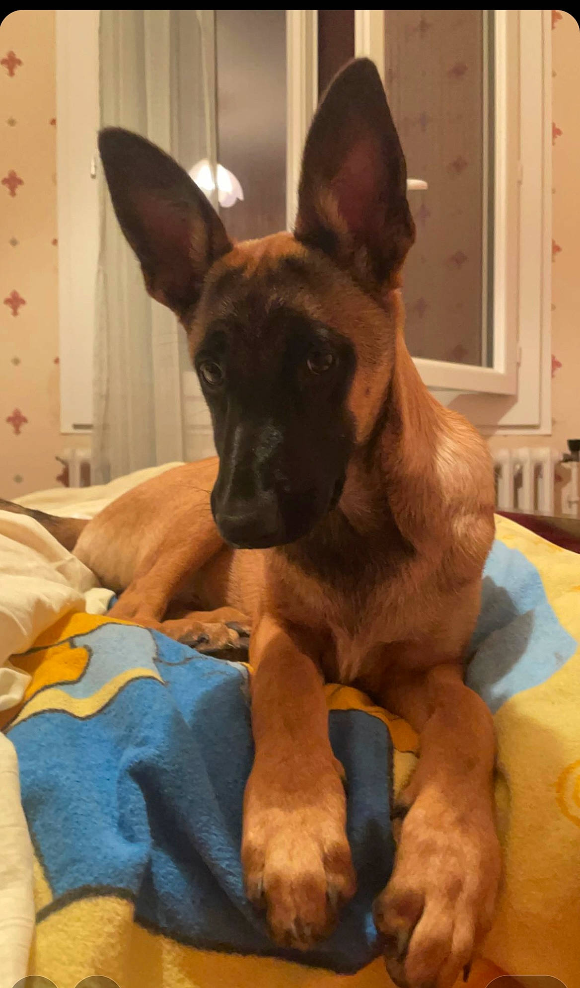 Talia participe au concours pour gagner de l'argent avec cette photo : ancient_dog_breeds, canidae, carnivore, comfort, companion_dog, curtain, dog, dog_breed, dog_supply, ear, fawn, guard_dog, non_sporting_group, pet_supply, snout, sporting_group, toy_dog, wall_plate, working_animal, working_dog