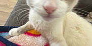 Nico is registered to the contest to win money with this photo: animal, blue, blurry, cat, close_up, colorful_blanket, curious, cute, domestic, ears, face, feline, indoor, paw, pet, pink, soft_fur, whiskers, wooden_floor, yellow