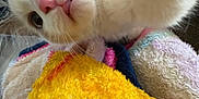 Nico is registered to the contest to win money with this photo: cat, close_up, pink_nose, curious, paw, blanket, yellow_blanket, fuzzy_texture, indoor, pet, whiskers, fur, cute, animal, playful, soft, face, wide_eyes, domestic_cat, nose