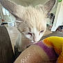 Nico is registered to the contest to win money with this photo: cat, white_cat, blue_eyes, close_up, indoor, blanket, colorful_blanket, furniture, living_room, soft_light, curious, pet, animal, ears, fur, cozy, home, floor, door, couch