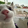 Nico is registered to the contest to win money with this photo: cat, close_up, nose, white_cat, curious, outdoor, porch, fence, house, blurry, pet, animal, whiskers, pink_nose, window, daylight, foot, background, black_item, sidewalk
