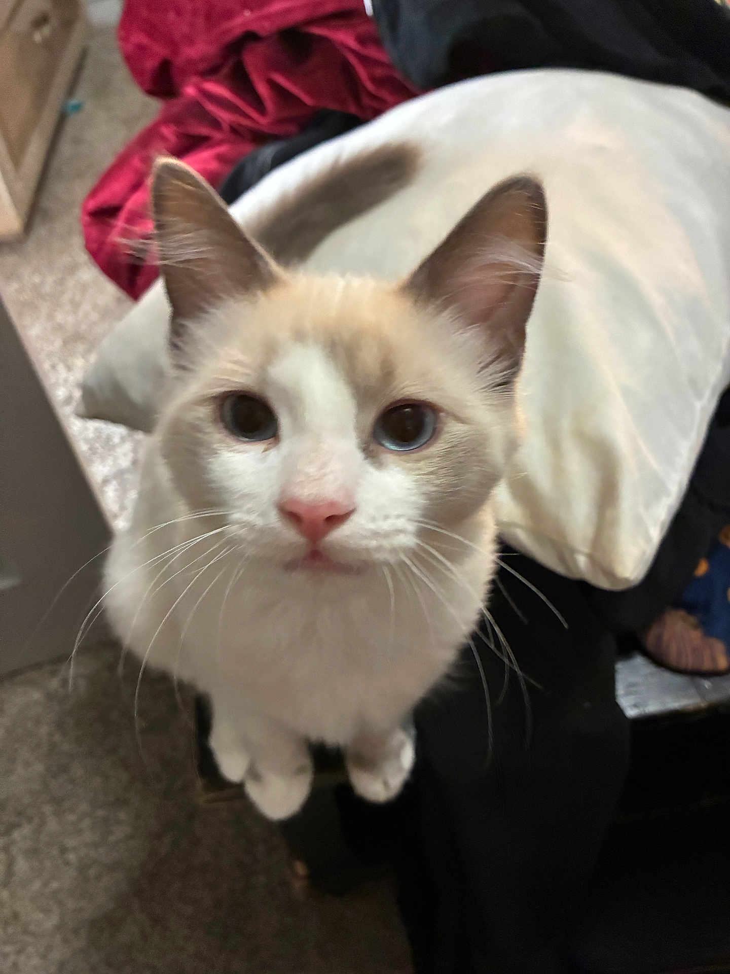 Nico is registered to the contest to win money with this photo: cat, feline, pet, indoor, curious, whiskers, fur, ears, eyes, nose, pillow, blanket, bed, carpet, domestic, animal, closeup, lookingup, cute, household