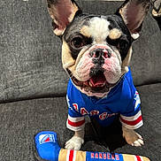 Ranger is registered to the contest to win money with this photo: dog, french_bulldog, pet, blue_jersey, sportswear, toy, hockey_stick, couch, indoor, smiling, black_and_white, short_hair, ears_up, tongue_out, close_up, animal, cute, playful, home, portrait