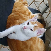 Poupounne Et Fripou participe au concours pour gagner de l'argent avec cette photo : cat, ginger_cat, white_and_ginger_cat, feline, pet, animal, sleeping_cat, curious_cat, chair, indoor, tile_floor, relaxing, cute, whiskers, ears, paw, resting, companion, domestic_cat, two_cats