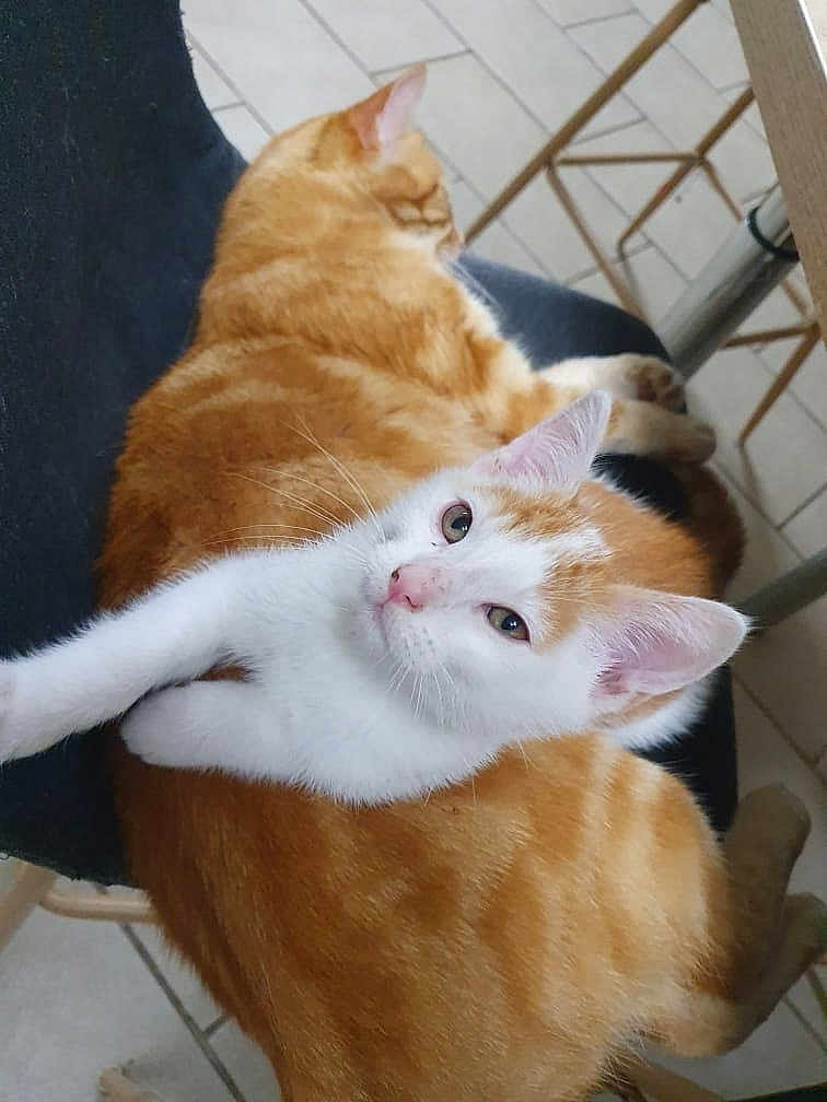 Poupounne Et Fripou participe au concours pour gagner de l'argent avec cette photo : cat, ginger_cat, white_and_ginger_cat, feline, pet, animal, sleeping_cat, curious_cat, chair, indoor, tile_floor, relaxing, cute, whiskers, ears, paw, resting, companion, domestic_cat, two_cats