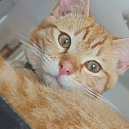 Rouky participe au concours pour gagner de l'argent avec cette photo : cat, ginger_cat, close_up, indoor, pet, fur, whiskers, ears, face, animal, curious, tabby, cute, domestic_cat, feline, soft_fur, looking, portrait, eye, nose