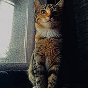 Kenaï a rejoint le concours — aidez-le/la à gagner de superbes lots ! abyssinian, animal, cat, kitten, manx, pet