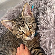 Luffy a rejoint le concours — aidez-le/la à gagner de superbes lots ! abyssinian, animal, baby, blanket, cat, egyptiancat, kitten, manx, person, pet