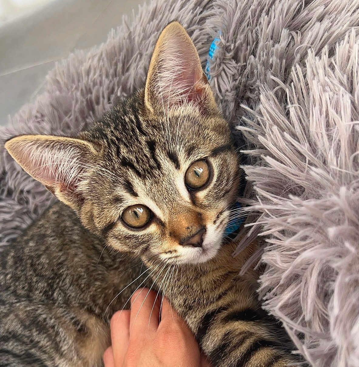 Luffy a rejoint le concours — aidez-le/la à gagner de superbes lots ! abyssinian, animal, baby, blanket, cat, egyptiancat, kitten, manx, person, pet