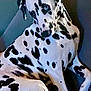 animal, canine, dalmatian, dog, pet, puppy