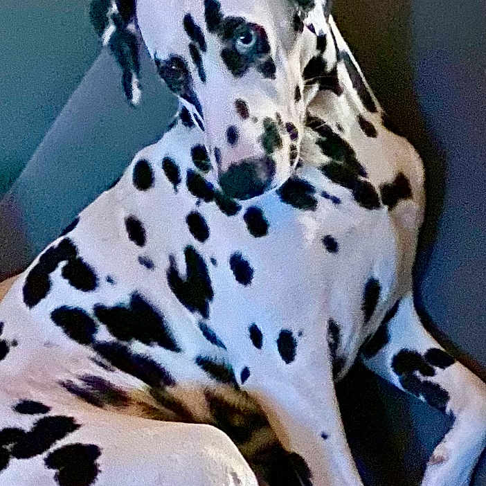 Shelby participe au concours pour gagner de l'argent avec cette photo : animal, canine, dalmatian, dog, pet, puppy