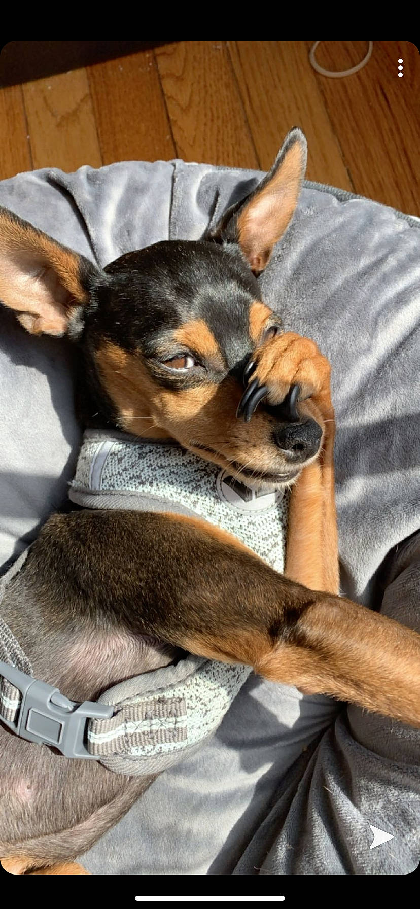 Katie joined the competition — help win amazing prizes! canidae, carnivore, chihuahua, companion_dog, dog, dog_breed, english_toy_terrier, fawn, german_pinscher, mammal, manchester_terrier, miniature_pinscher, pinscher, prazsky_krysarik, puppy, russkiy_toy, snout, toy_dog, toy_manchester_terrier, vertebrate