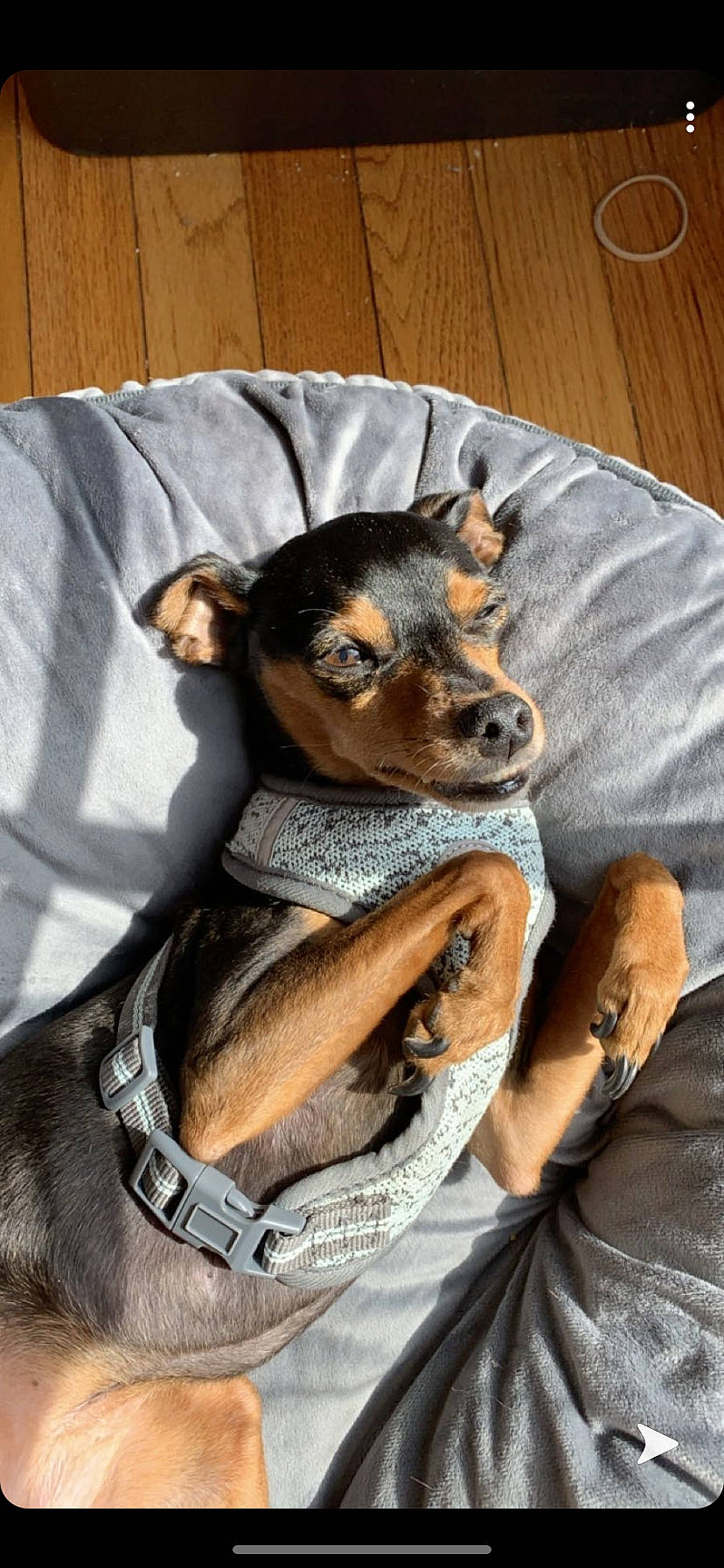 Katie is registered to the contest to win money with this photo: canidae, carnivore, chihuahua, companion_dog, dog, dog_breed, ear, english_toy_terrier, german_pinscher, mammal, manchester_terrier, miniature_pinscher, pinscher, prazsky_krysarik, puppy, russkiy_toy, snout, toy_dog, toy_manchester_terrier, vertebrate