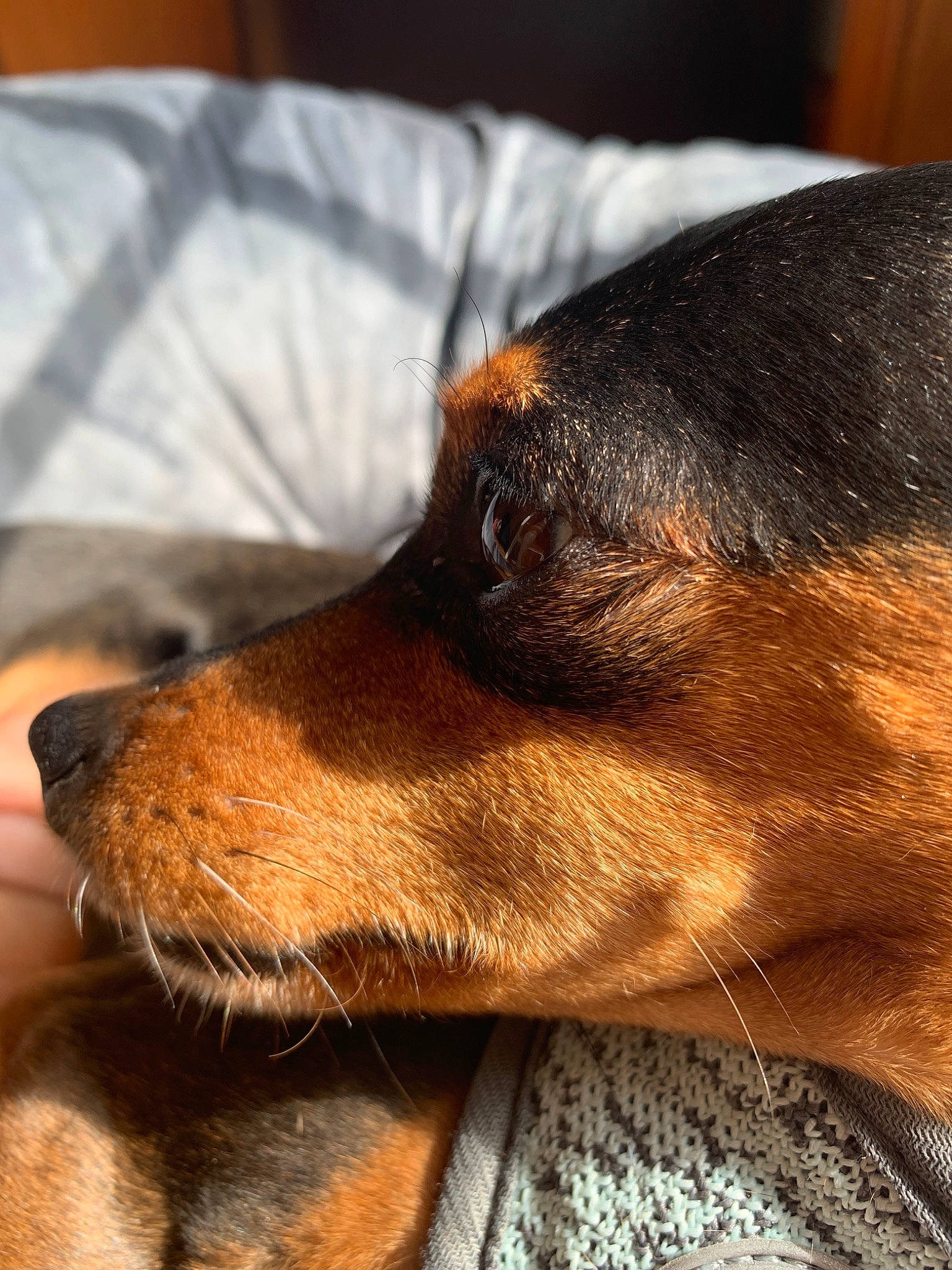 Katie is registered to the contest to win money with this photo: canidae, carnivore, dachshund, dobermann, dog, dog_breed, ear, german_pinscher, mammal, manchester_terrier, miniature_pinscher, nose, pinscher, snout, toy_manchester_terrier, vertebrate, whiskers