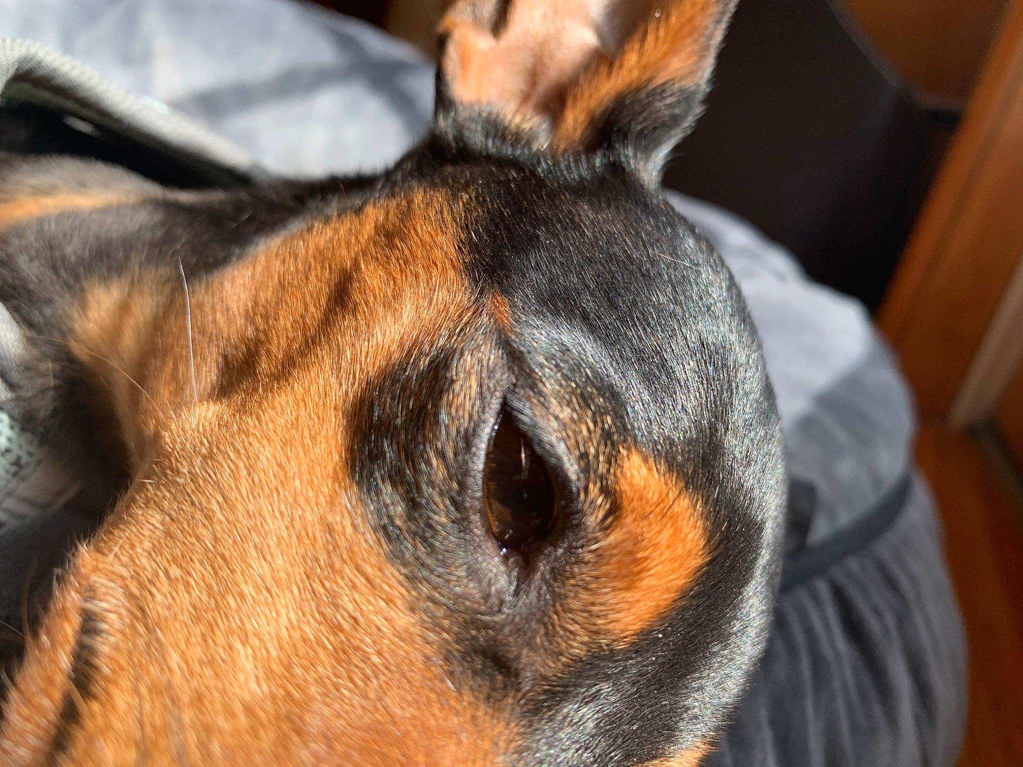 Katie is registered to the contest to win money with this photo: black_and_tan_terrier, canidae, carnivore, close_up, dog, dog_breed, ear, eye, fawn, fur, mammal, manchester_terrier, nose, organ, snout, toy_manchester_terrier, vertebrate, whiskers