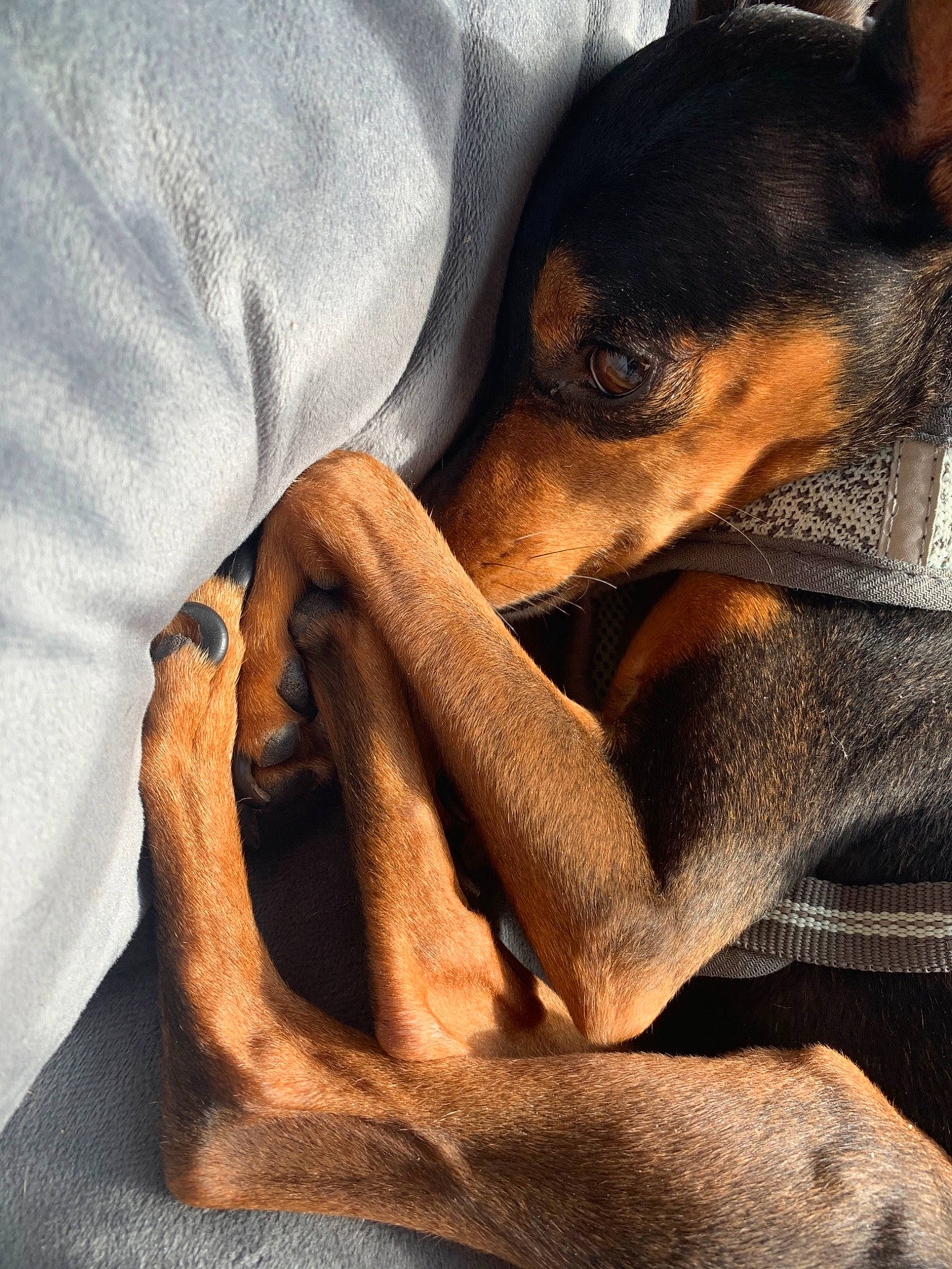 Katie joined the competition — help win amazing prizes! canidae, carnivore, companion_dog, dobermann, dog, dog_breed, ear, german_pinscher, guard_dog, hand, mammal, manchester_terrier, miniature_pinscher, pinscher, prazsky_krysarik, snout, toy_dog, toy_manchester_terrier