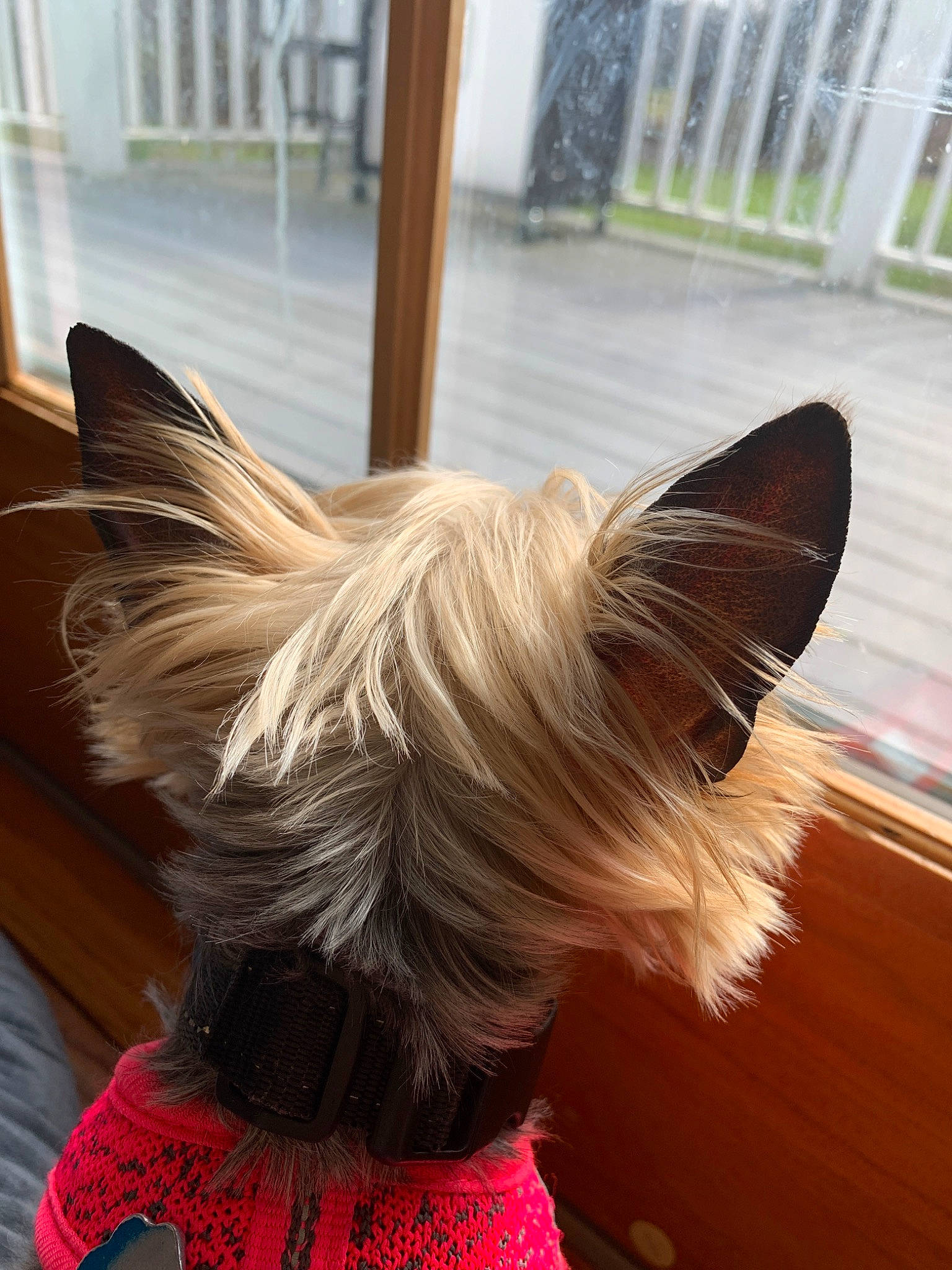 Roxy joined the competition — help win amazing prizes! australian_silky_terrier, blond, canidae, carnivore, dog, dog_breed, ear, fawn, hair, long_hair, puppy, small_terrier, tail, terrier, toy_dog, wing, yorkshire_terrier