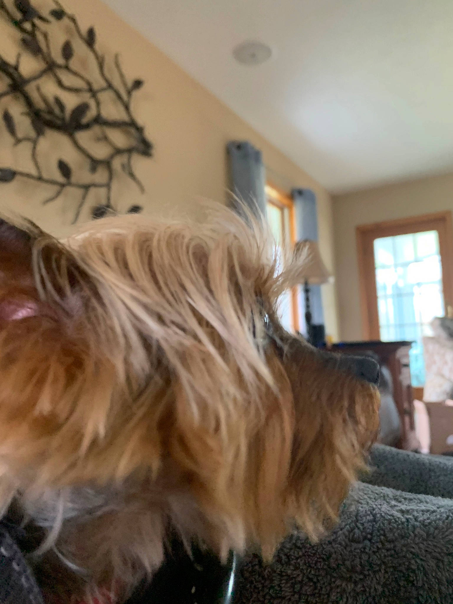 Roxy joined the competition — help win amazing prizes! blond, brown_hair, canidae, fawn, hair, hair_coloring, hairstyle, long_hair, yorkshire_terrier