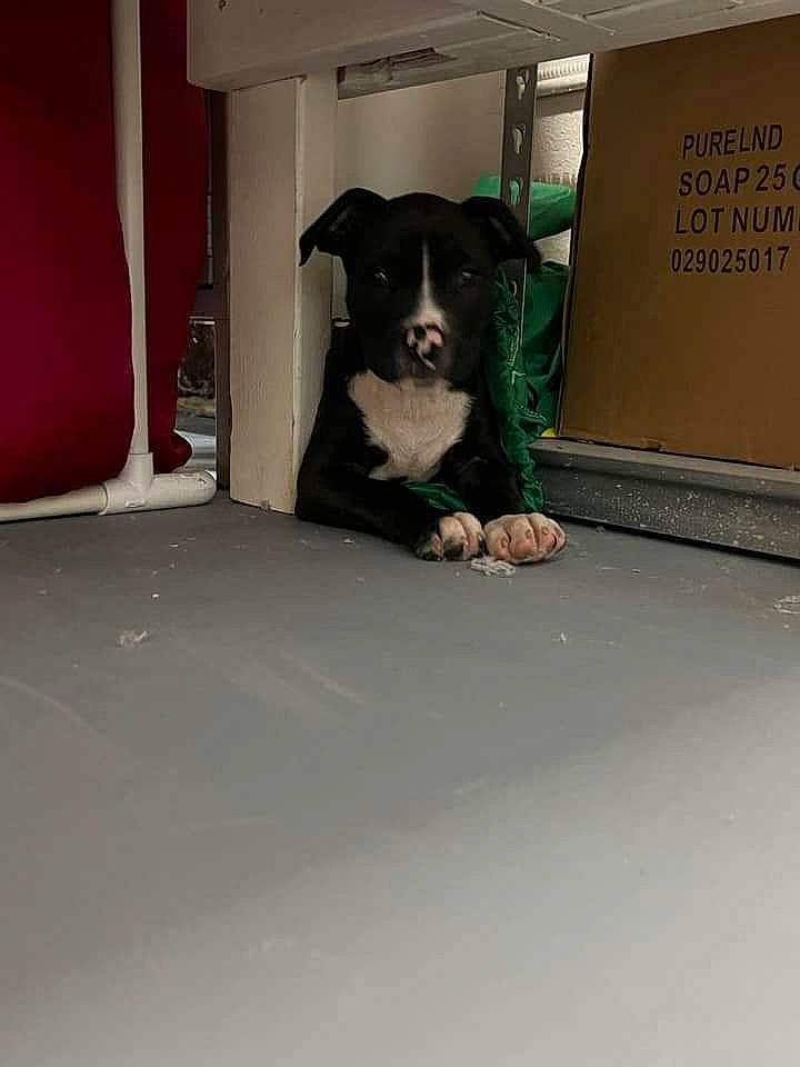 Beefy is registered to the contest to win money with this photo: borador, canidae, carnivore, chair, companion_dog, dog, dog_breed, floor, flooring, guard_dog, hardwood, non_sporting_group, room, sitting, snout, sporting_group, toy_dog, wood, working_animal, working_dog