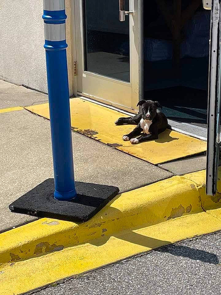 Beefy joined the competition — help win amazing prizes! asphalt, carnivore, city, companion_dog, cone, dog, door, electric_blue, flooring, gas, pedestrian, public_utility, road, road_surface, sidewalk, street, tar, tints_and_shades, yellow, zebra_crossing