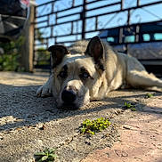 Gamin participe au concours pour gagner de l'argent avec cette photo : dog, lying_down, outdoor, concrete, sunlight, blue_eyes, gate, car, shadow, pet, animal, relaxed, close_up, fur, ears, snout, quiet, daytime, nature, calm