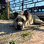 dog, lying_down, outdoor, concrete, sunlight, blue_eyes, gate, car, shadow, pet, animal, relaxed, close_up, fur, ears, snout, quiet, daytime, nature, calm