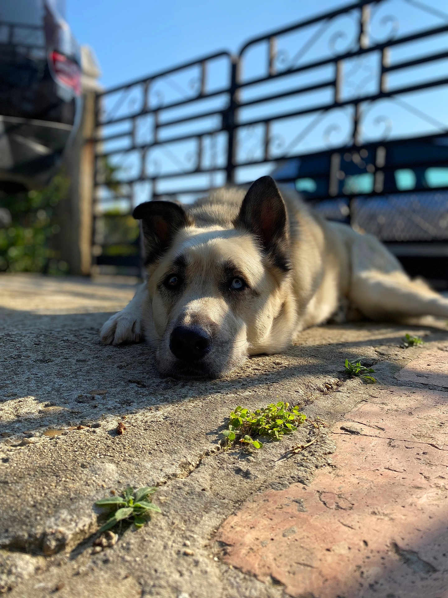Gamin participe au concours pour gagner de l'argent avec cette photo : dog, lying_down, outdoor, concrete, sunlight, blue_eyes, gate, car, shadow, pet, animal, relaxed, close_up, fur, ears, snout, quiet, daytime, nature, calm