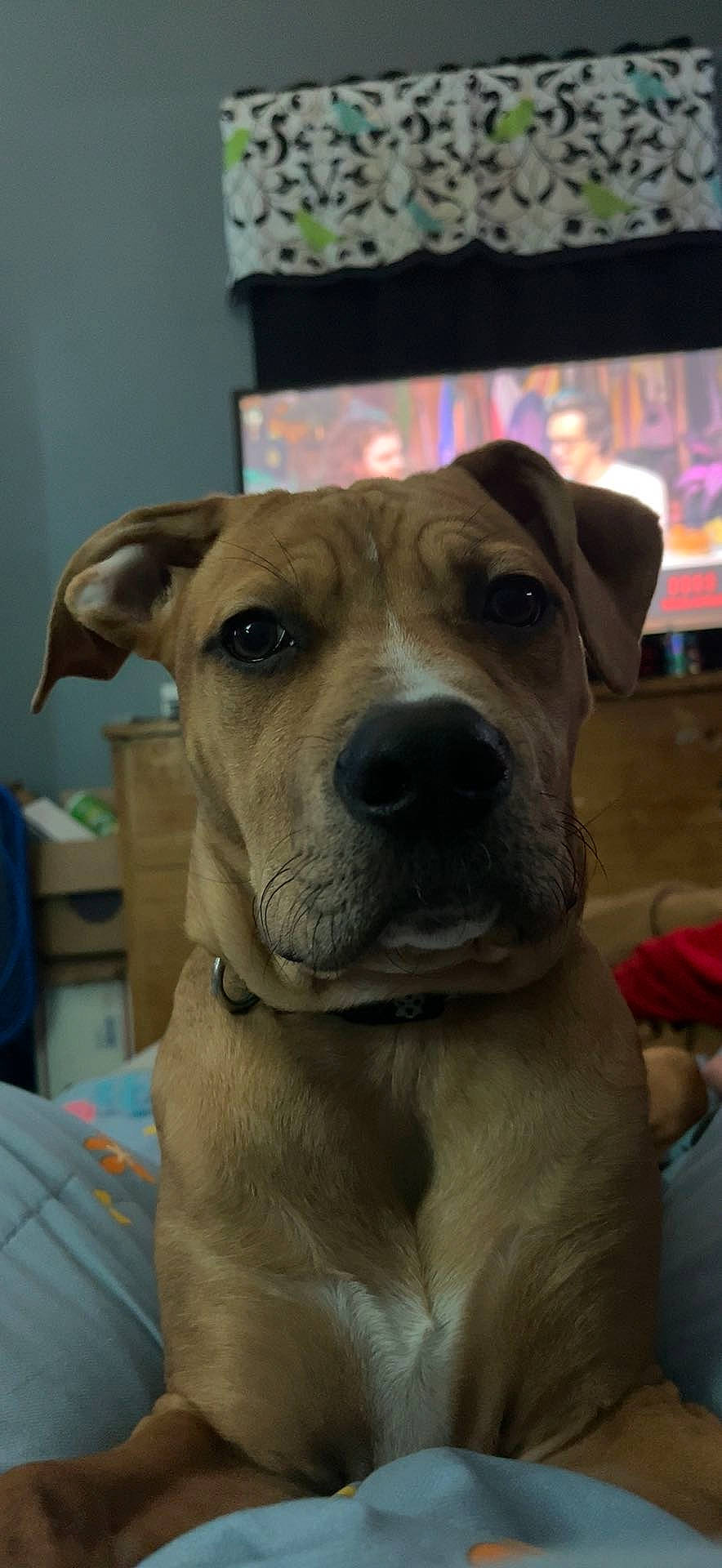 Copper joined the competition — help win amazing prizes! ancient_dog_breeds, canidae, carnivore, collar, companion_dog, dog, dog_breed, dog_collar, fawn, fur, guard_dog, non_sporting_group, snout, sporting_group, whiskers, working_animal, working_dog