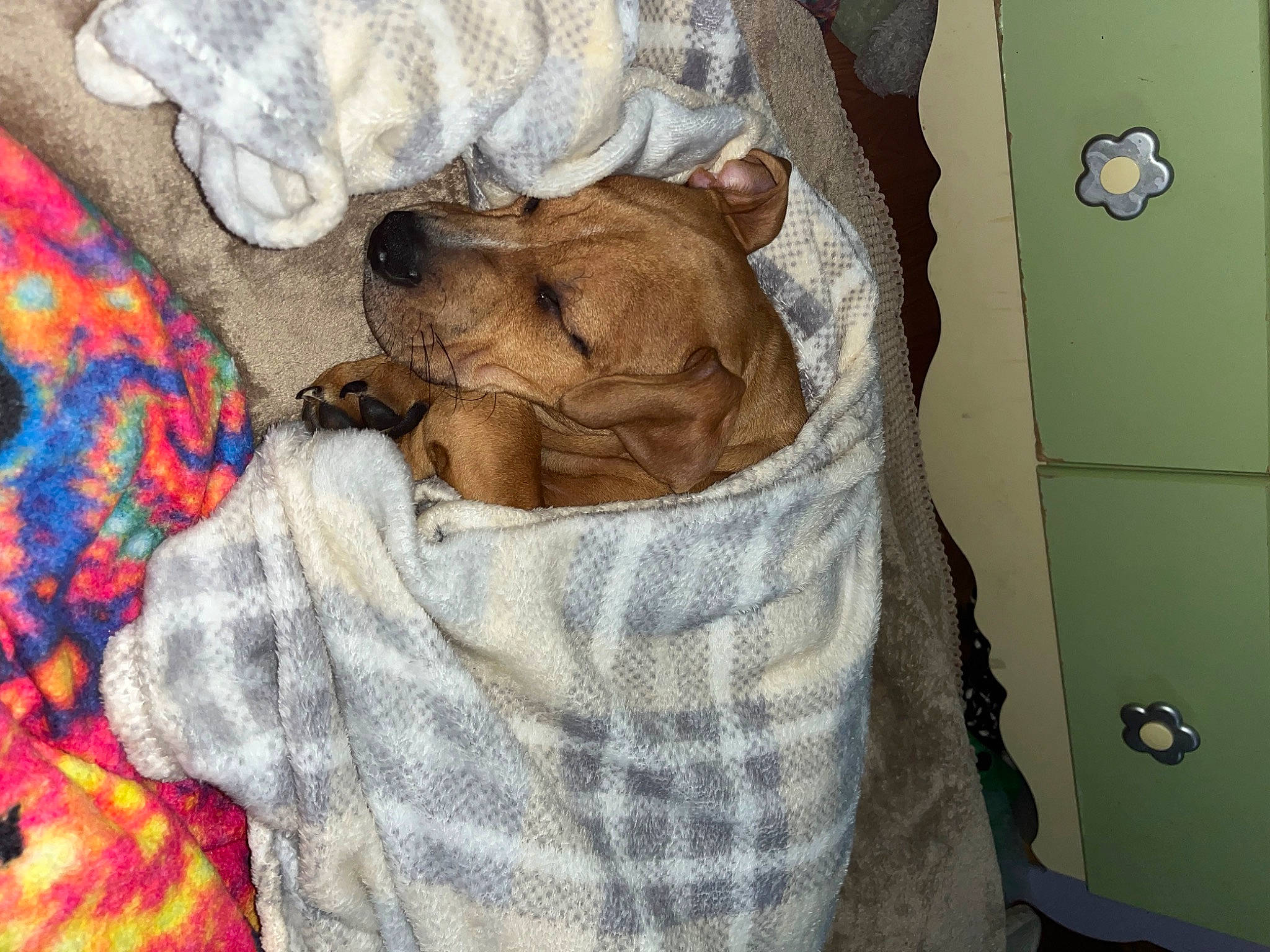 Copper is registered to the contest to win money with this photo: art, bedding, comfort, companion_dog, dog, dog_breed, fawn, felidae, fur, linens, liver, nap, painting, pattern, paw, room, textile, visual_arts, whiskers, working_animal