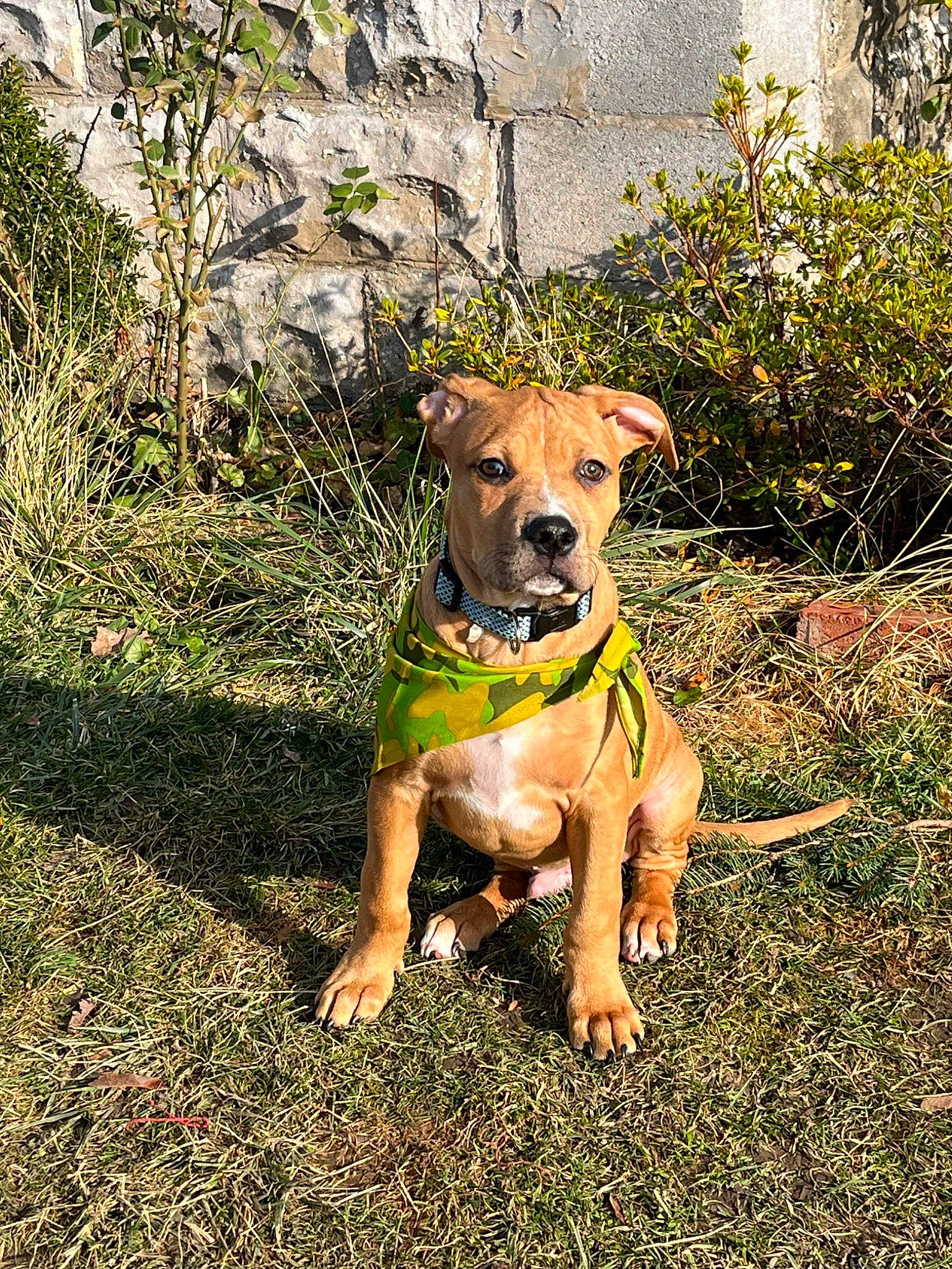 Copper joined the competition — help win amazing prizes! adventure, canidae, carnivore, collar, companion_dog, dog, dog_breed, dog_clothes, dog_collar, dog_supply, fawn, grass, groundcover, pet_supply, plant, snout, sporting_group, tail, working_animal, working_dog