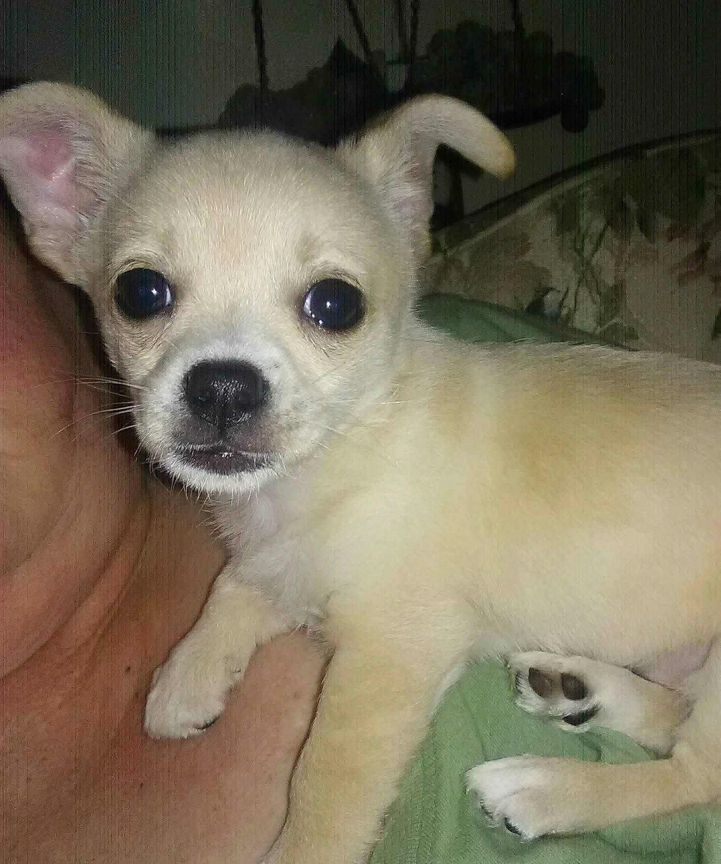 Baby joined the competition — help win amazing prizes! canidae, carnivore, chihuahua, companion_dog, corgi_chihuahua, dog, dog_breed, dog_supply, ear, fawn, fur, non_sporting_group, snout, terrestrial_animal, toy_dog, whiskers, working_animal