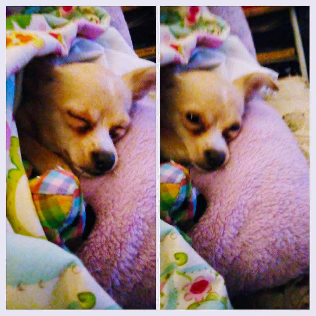 Baby is registered to the contest to win money with this photo: canidae, carnivore, companion_dog, dog, dog_breed, dog_supply, fawn, fur, happy, non_sporting_group, photo_caption, puppy, selfie, snout, sporting_group, square, toy_dog, watch, whiskers, working_animal