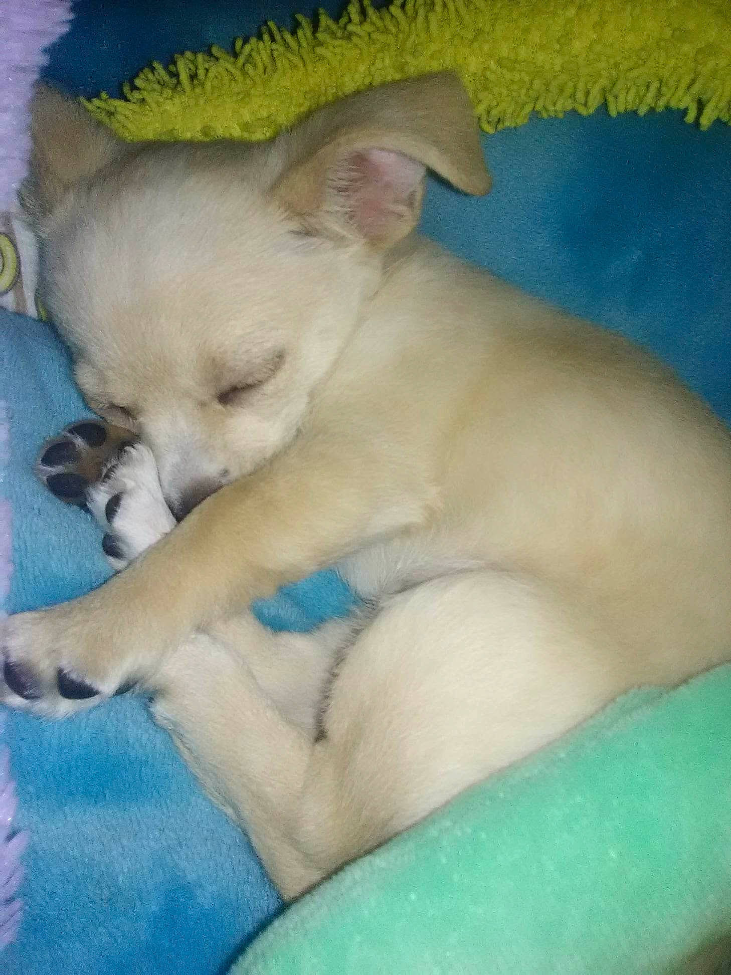 Baby is registered to the contest to win money with this photo: canidae, carnivore, companion_dog, dog, dog_breed, dog_supply, electric_blue, fawn, non_sporting_group, paw, puppy, snout, sporting_group, tail, terrestrial_animal, toy_dog, whiskers, working_animal