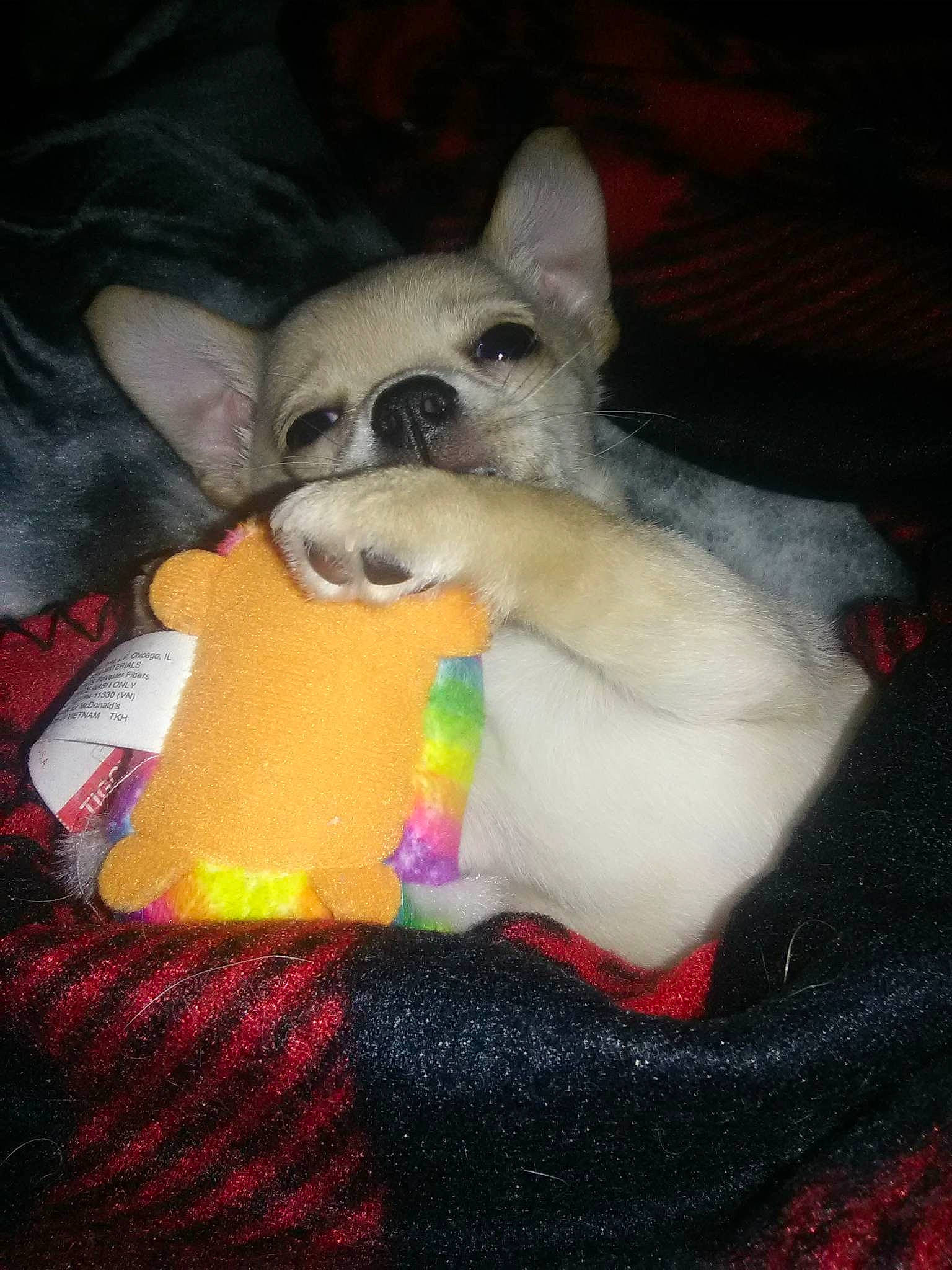 Baby joined the competition — help win amazing prizes! canidae, carnivore, comfort, companion_dog, couch, dog, dog_bed, dog_breed, dog_supply, dog_toy, fawn, felidae, fur, linens, paw, small_to_medium_sized_cats, sporting_group, terrier, toy_dog, whiskers