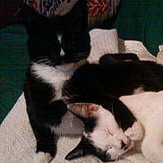 Luna And Nova is registered to the contest to win money with this photo: animal, black_and_white_cat, blanket, cat, cats, companion, cozy, cute, domestic_animal, feline, friendship, fur, indoor, pet, relaxing, resting, sleeping_cat, snuggling, two_cats, whiskers