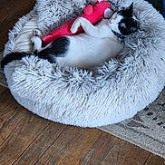 Vaquita is registered to the contest to win money with this photo: cat, pet_bed, stuffed_toy, black_and_white, sleeping, cuddling, fluffy, toy, indoor, wooden_floor, collar, resting, cozy, cute, animal, fur, home, relaxing, domestic_animal, comfort