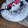 cat, pet_bed, stuffed_toy, black_and_white, sleeping, cuddling, fluffy, toy, indoor, wooden_floor, collar, resting, cozy, cute, animal, fur, home, relaxing, domestic_animal, comfort