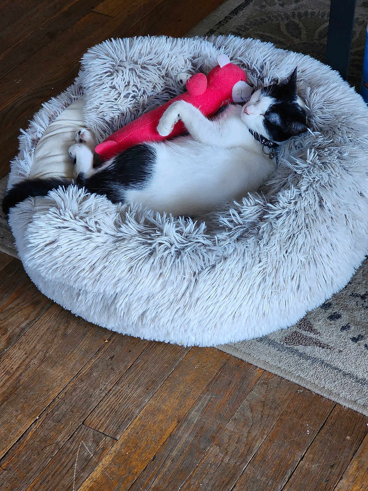 Vaquita is registered to the contest to win money with this photo: cat, pet_bed, stuffed_toy, black_and_white, sleeping, cuddling, fluffy, toy, indoor, wooden_floor, collar, resting, cozy, cute, animal, fur, home, relaxing, domestic_animal, comfort