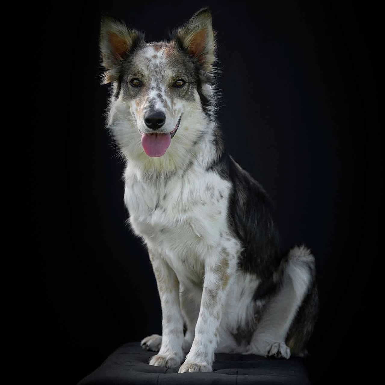 Veni participe au concours pour gagner de l'argent avec cette photo : alert, animal, black_background, canine, cute, dog, ears, friendly, fur, indoors, looking, mammal, paw, pet, portrait, sitting, smiling, speckled_coat, studio, tongue