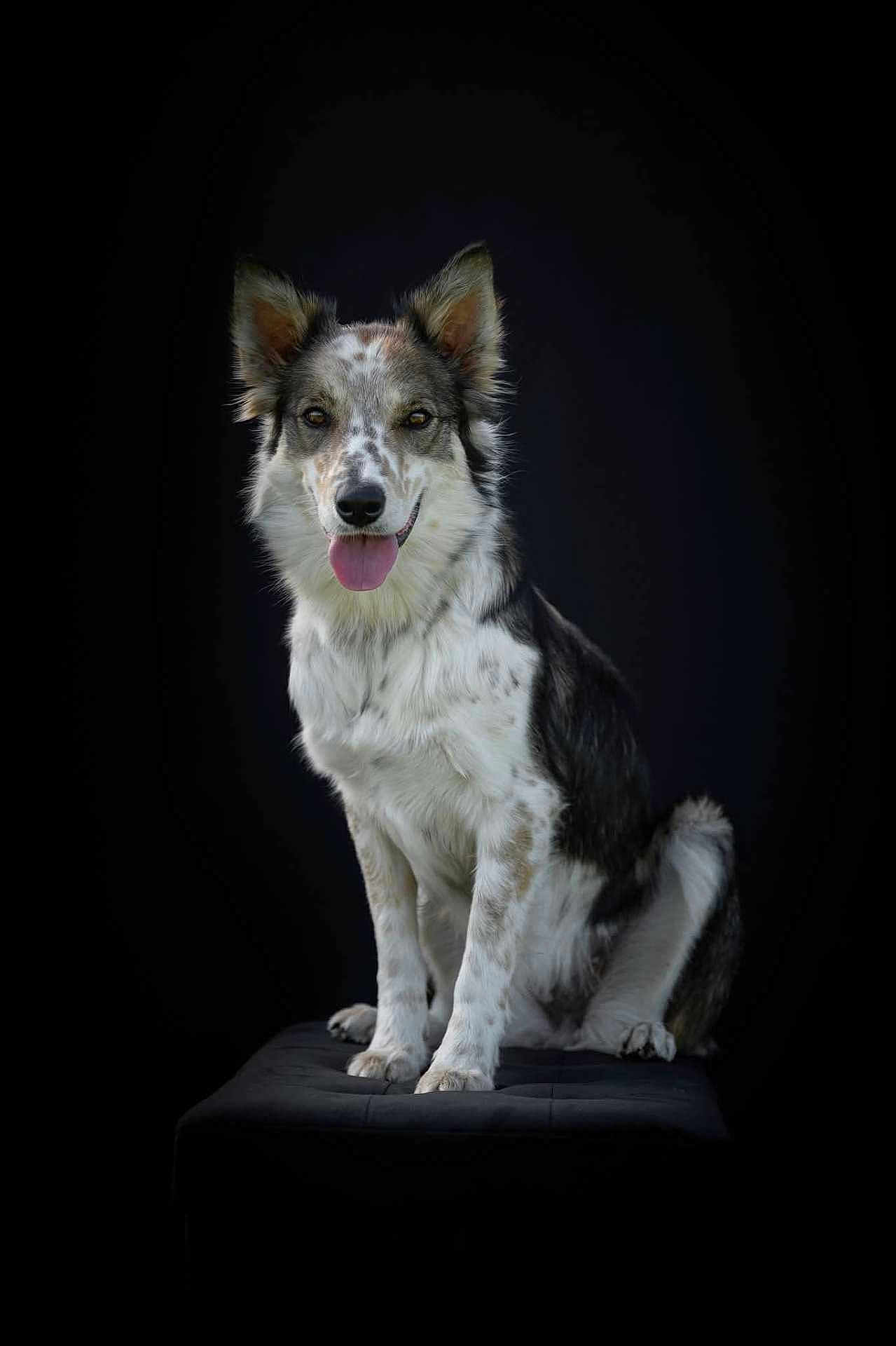 Veni participe au concours pour gagner de l'argent avec cette photo : dog, animal, pet, sitting, portrait, black_background, fur, ears, tongue, canine, speckled_coat, studio, cute, mammal, looking, alert, paw, indoors, smiling, friendly