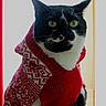 Osiris a rejoint le concours — aidez-le/la à gagner de superbes lots ! animal, black_and_white, cat, close_up, ears, fashionable, festive, green_eyes, holiday, indoor, knitted_clothing, pet, portrait, red_sweater, scarf, sitting, tuxedo_cat, whiskers, window, winter