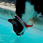 Osiris a rejoint le concours — aidez-le/la à gagner de superbes lots ! animal, black_and_white_cat, blue_water, cat, collar, curious, fur, outdoor, paws, pet, photography, pool, red_bow, reflection, relaxed, ripples, summer, swimming_pool, water, whiskers