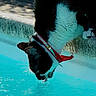 cat, black_and_white_cat, pet, animal, pool, swimming_pool, water, outdoor, summer, collar, red_bow, whiskers, fur, paws, reflection, ripples, blue_water, relaxed, curious, photography