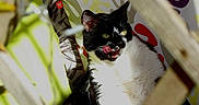 Osiris a rejoint le concours — aidez-le/la à gagner de superbes lots ! animal, black_and_white, cat, close_up, colorful, cozy, cushions, ears, fur, green_eyes, indoor, licking, lying_down, pet, portrait, sitting, tongue, tuxedo_cat, whiskers, wicker_furniture