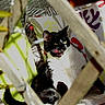 cat, tuxedo_cat, black_and_white, pet, animal, sitting, lying_down, licking, tongue, green_eyes, whiskers, ears, fur, indoor, cushions, wicker_furniture, cozy, colorful, portrait, close_up