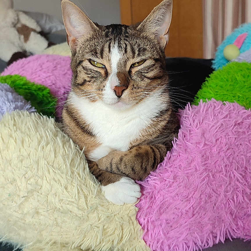 Deanerys a rejoint le concours — aidez-le/la à gagner de superbes lots ! animal, bed, cat, closeup, colorful, comfortable, cozy, cute, ears, feline, fluffy, indoor, pet, pillow, relaxed, resting, sleepy, soft, tabby, whiskers