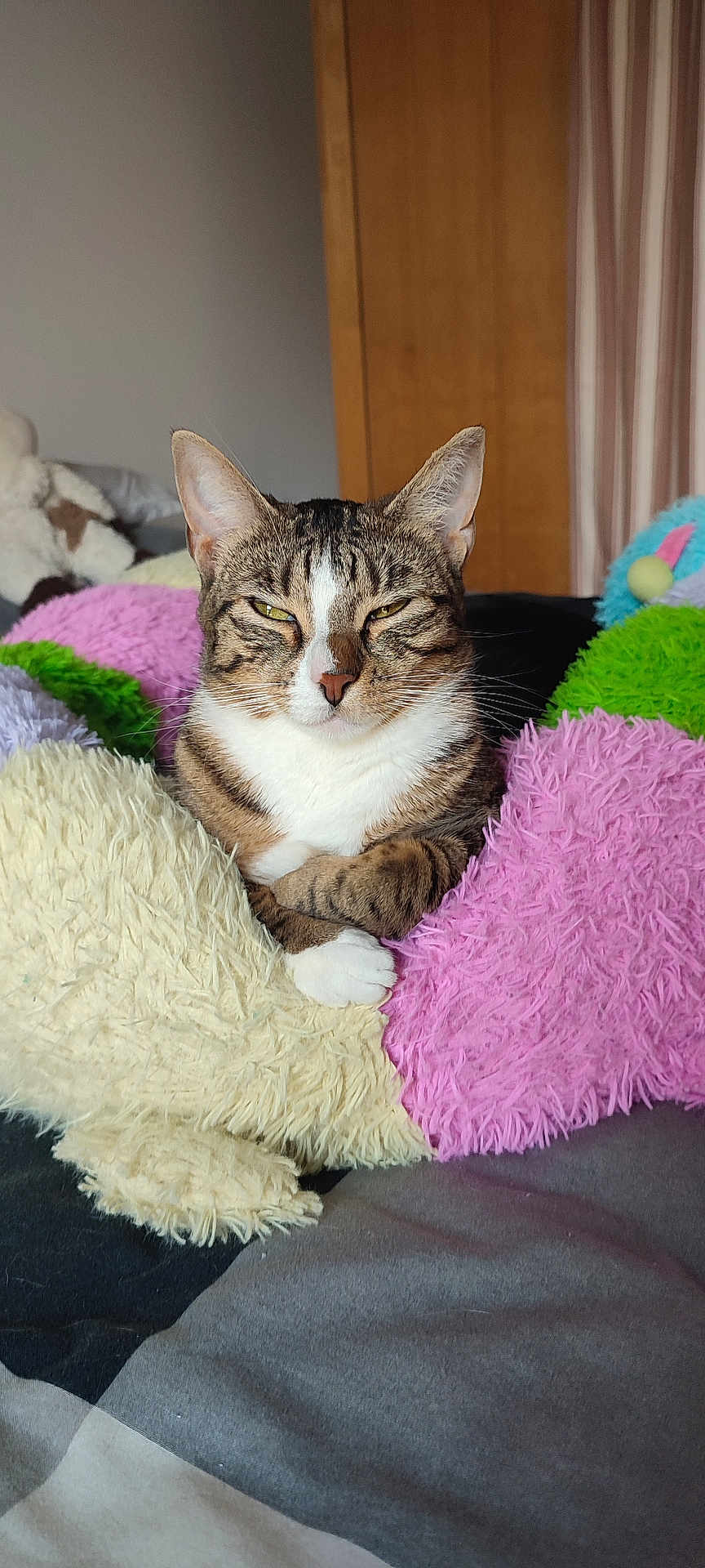 Deanerys a rejoint le concours — aidez-le/la à gagner de superbes lots ! animal, bed, cat, closeup, colorful, comfortable, cozy, cute, ears, feline, fluffy, indoor, pet, pillow, relaxed, resting, sleepy, soft, tabby, whiskers