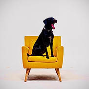 Lou participe au concours pour gagner de l'argent avec cette photo : dog, black_dog, armchair, yellow_chair, yawning, pet, animal, sitting, studio_shot, minimal_background, white_background, indoor, portrait, furniture, collar, short_fur, wooden_legs, centered, cute, chair_cushion