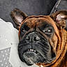 bedding, brindle, brown, bulldog, close_up, couch, cushion, dog, ears, eyes, face, funny, indoor, muzzle, pet, portrait, relaxed, serious_expression, teeth, wrinkles